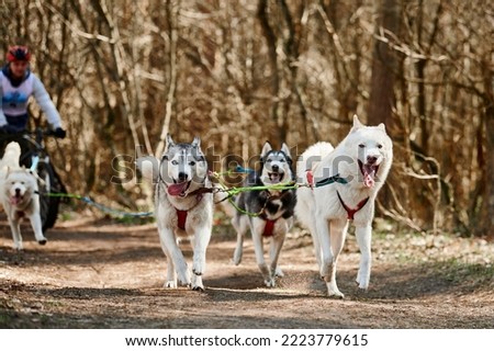 Running Siberian Husky sled dogs in harness on autumn forest dry land, three Husky dogs outdoor mushing. Autumn sports championship in woods of running Siberian Husky sled dogs pulling musher