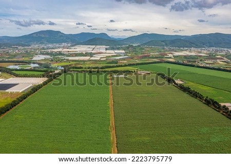 Rural landscape with grass and corn fields as raw materials for dairy cows to eat, at Don Duong, Lam Dong, Vietnam. Near Dalat city