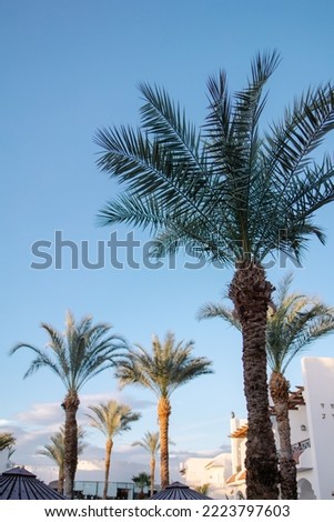 Cases of hotels in Turkey or Egypt. Palm trees in the hotel complex. Tourism in warm countries on the sea coast. Background screensaver minimalism neutral. Palm leaves against the sky