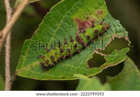 A beautiful green caterpillar of  Athyma perius, the common sergeant , a species of nymphalid butterfly found in South Asia and Southeast Asia. Royalty-Free Stock Photo #2223799593