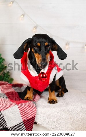 a black dachshund dog in a suit holds a New Year's decoration on a white background
