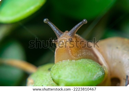 Brown Snail on the Leaf of the wild Hoya Orchid looking for flowers to eat