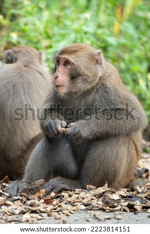 Wild Formosan macaque, Formosan rock monkey also named Taiwanese macaque in Taiwan are eating and take care of others.