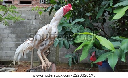 very beautiful rooster with clean white feathers