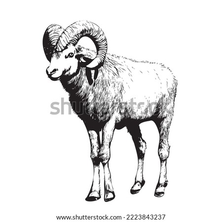 Ram animal realistic hand drawn sketch.Livestock vector illustration. Royalty-Free Stock Photo #2223843237