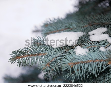 Close-up branches of Canadian spruce Picea glauca with snow. Needles with bluish wax coating. Winter wildlife background. Concept of Christmas and New Year. Beautiful Bokeh. Shallow DOF
