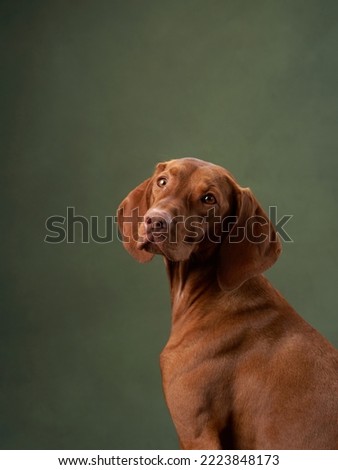 dog on green canvas background. Charming and emotional portrait of Hungarian Vizsla