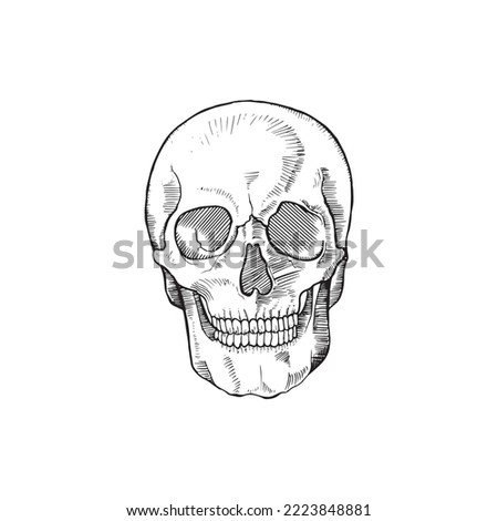 Anatomy of the Human skull, vector illustration on white background