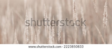 Pampas grass in autumn. Natural background. Dry beige reed. Pastel neutral colors and earth tones. Banner. Selective focus. Banner