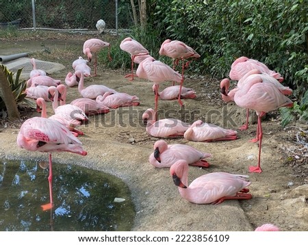 Selected focus for Greater flamingo