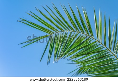 Palm tree branch on blue sky background, free space for text, screensaver idea or background for advertising natural cosmetics products and desktop wallpapers. Summer holidays on the Mediterranean.