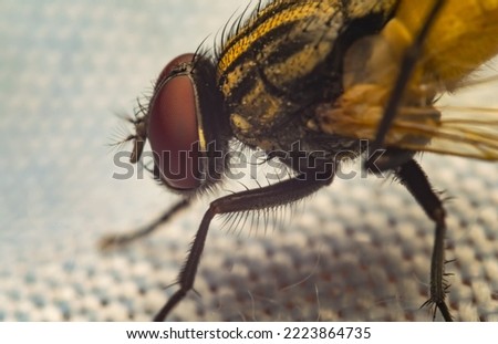 Beautiful and detailed image of a common house fly sitting on a leaf with blurred background and selective focus.