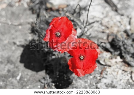 Poppy flowers in the field. The red petals contrasting against the background colour.
