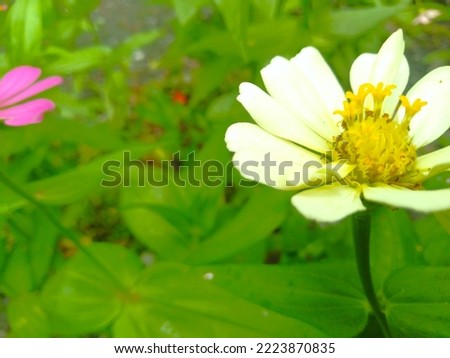 Beautiful Zinnia flowers with various colors that attract insects. With a rough and stiff texture.
