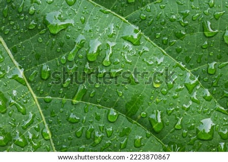 the beauty of water drops on the leaves in the morning