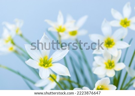 White buds of flowering Zephyranthes candida with delicate petals and yellow stamens. Turquoise background. Template for design and text. Copy space. Royalty-Free Stock Photo #2223876647