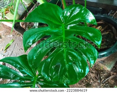 Top veiw, Bright fresh monstera leaf on tree soft blurred background for stock photo or advertisement, Genus of flowering plants, Tropical plants