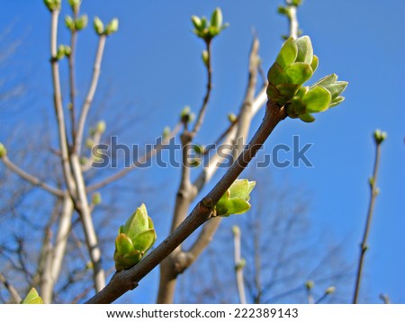 Beginning of spring. First spring green buds on branch of tree on background of blue sky. Shallow depth of field