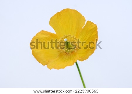 A Welsh poppy, Papaver cambricum, soft focus and white background, UK