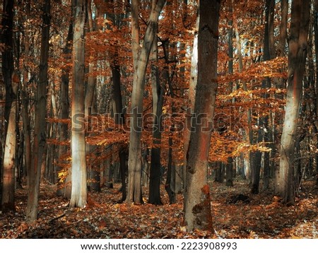 Morning in late autumn forest. Orange colors in the fairy forest. Sunlight and beautiful leaves.