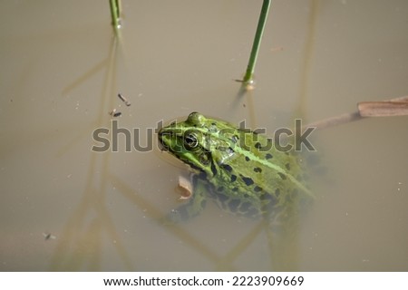 large green spotted frog in greenish water