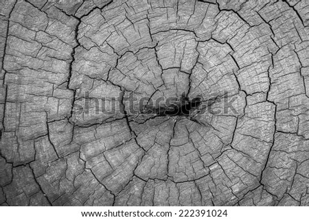 Old Wood texture of cut tree trunk