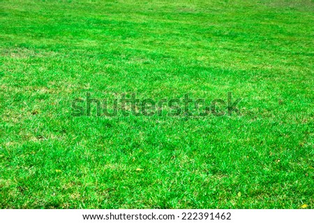 Beautiful green grass texture from a field