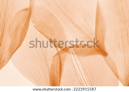 Nature abstract of flower petals, beige transparent leaves with natural texture as natural background or wallpaper. Macro texture, neutral color aesthetic photo with veins of leaf, botanical design. Royalty-Free Stock Photo #2223915587
