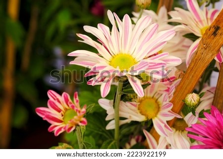 Beautiful flowers blooming in garden, Delicate dreamy image of beauty of nature, Selective Focus.