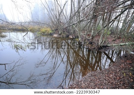dam reservoir in the forest created by beavers