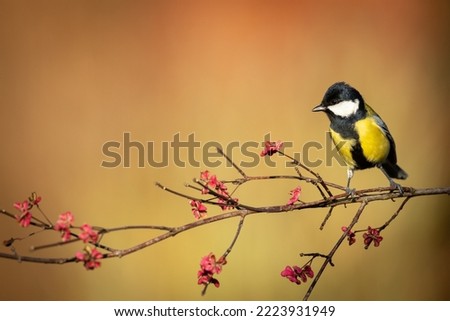 Colorful great tit Parus major perched on the branch, photographed in horizontal, amazing background