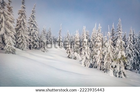 Untouched winter landscape. Stunning morning scene of mountain forest. Incredible winter view of Carpathian mountains, Ukraine, Europe. Beauty of nature concept background.