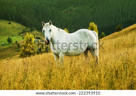 Beautiful white horse grazes in the mountains, amazing hipster natural background