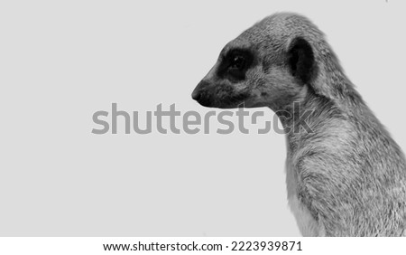 Black And White Meerkat Side Face In The White Background