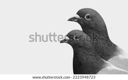 Two Black And White Pigeon Isolated On The White Background