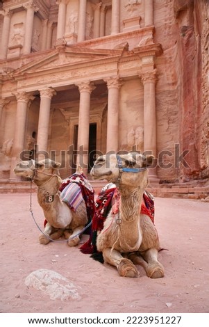 Petra, Jordan, November 2019 - A dog sitting on a bench in front of a building