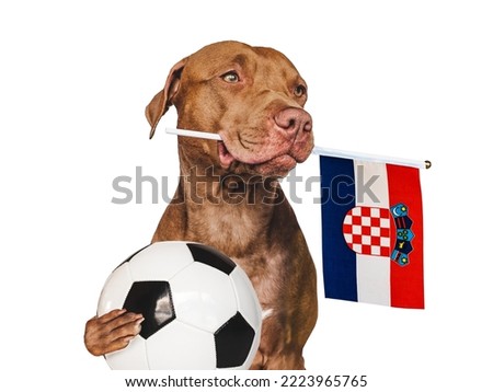 Charming, adorable puppy, holding national flag of Croatia and soccer ball. Preparation for the tournament. Closeup, indoors. Studio photo. Concept of care and obedience training pet