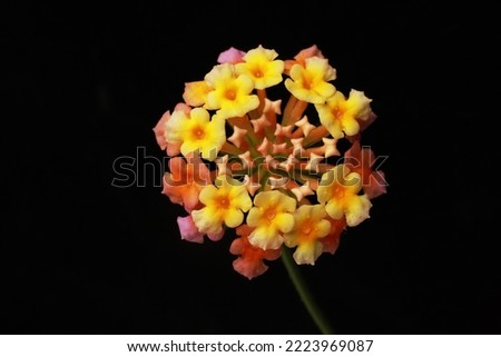 
Colourful lantana flower closeup on black background. Native to American tropics. Good nectaring plant for butterflies.