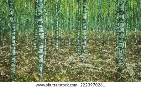 Picture of a birch grove, color toning applied.