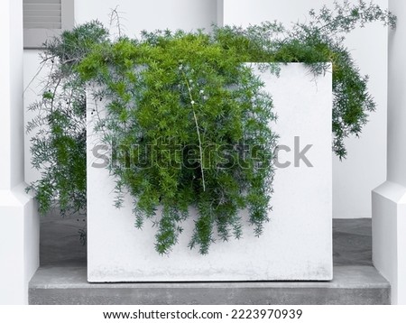 Spreading foliage of asparagus fern (binomial name: Asparagus densiflorus), also known as plume asparagus, on a concrete container outside an upscale house along the Gulf Coast of northwest Florida Royalty-Free Stock Photo #2223970939