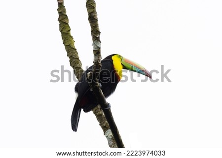 Beautiful Keel-billed Toucan (Ramphastos sulfuratus) perched on a tree branch with isolated background