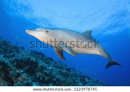 Dolphin in South Pacific ocean Royalty-Free Stock Photo #2223978745
