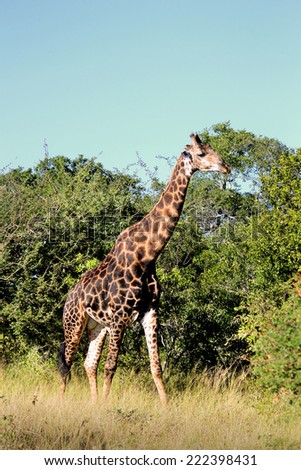 Giraffe in its Natural Habitat, in the Kruger National Park of South Africa.