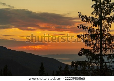 Green fir trees, morning sun and Carpathian mountains at sunrise in the summer. Ukraine, Europe. Nature and environment concept