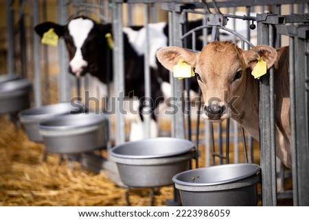 Cattle reproduction and calves being kept inside the box separately at dairy farm. Royalty-Free Stock Photo #2223986059