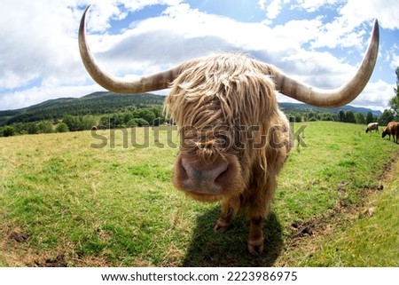 Herd of highland cattle in Scotland. Common cows in Scotland. Cattle on the grazing. Scotland nature. 