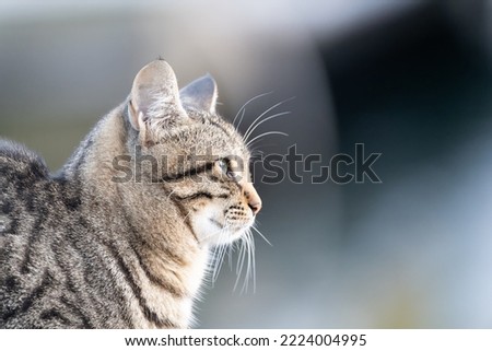  California Spangled cat turkish stray cat.  