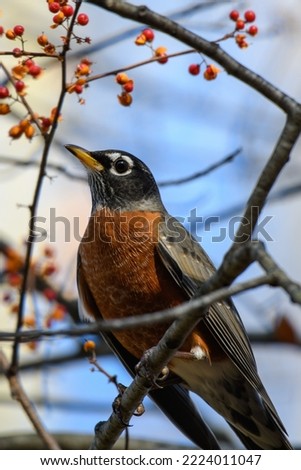 Robin in a berry tree against blue sky in Wisconsin