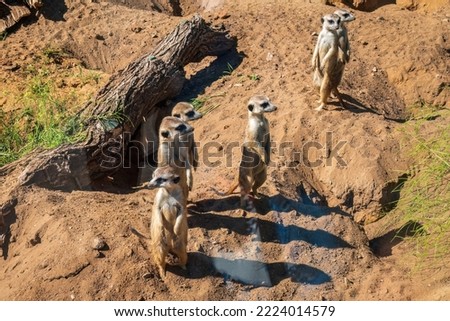 Group of four meerkats standing on a hill enjoying the morning sun and watching out for enemies. Meerkats standing on hind legs with alert expression.