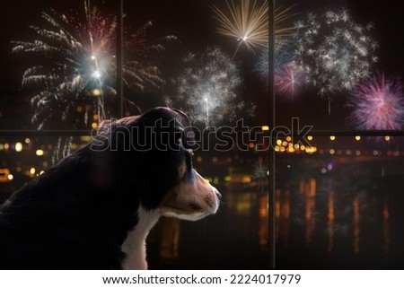 Dog look out the window and watching the fireworks Royalty-Free Stock Photo #2224017979
